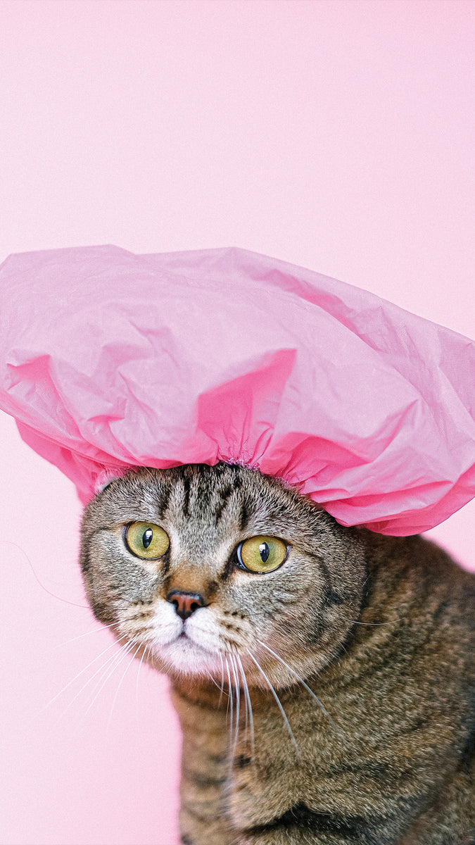 Accessoires pour chat : Équipements de qualité pour le bien-être