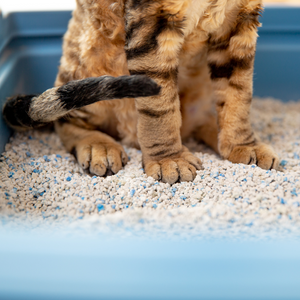 Comment garder le bac à litière de votre chat propre ?