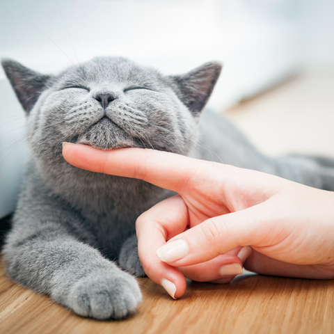 Les secrets d'une parfaite harmonie entre chats et humains